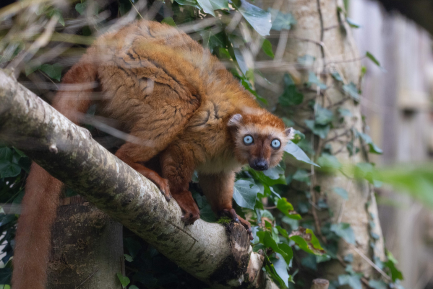 Bristol-Bristol Zoo Project Olanna, female blue-eyed black lemur CREDIT George Cuevas